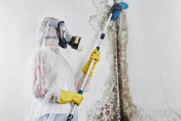 Best Black Mold Removal  in Stony Point, NC